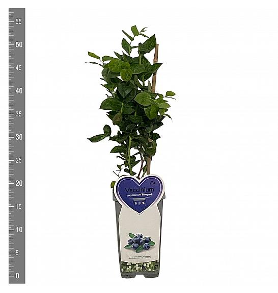 Vaccinium corymbosum Bluegold C2 Lit. 30-40 cm