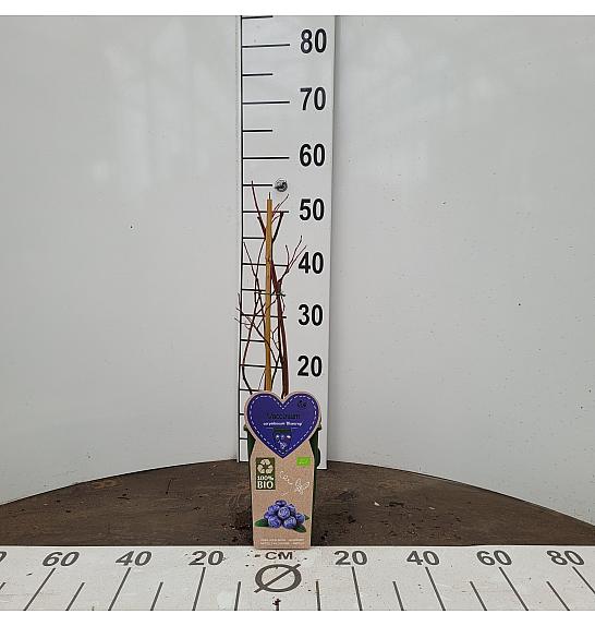 Vaccinium corymbosum Bluecrop C2 Lit. 30-40 cm BIO