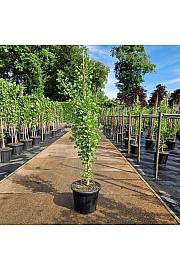 Ginkgo biloba Fastigiata Blagon C35 Lit. 150-175 cm