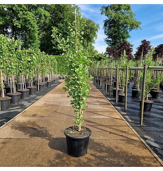 Ginkgo biloba Fastigiata Blagon C35 Lit. 150-175 cm