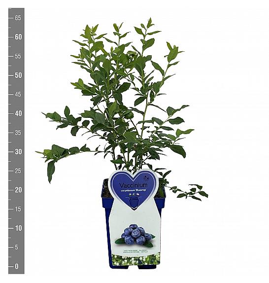 Vaccinium corymbosum Bluecrop C5 Lit. 30-40 cm