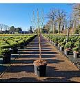 Vaccinium cor. Goldtraube C18 Lit. Na steblu 60 cm