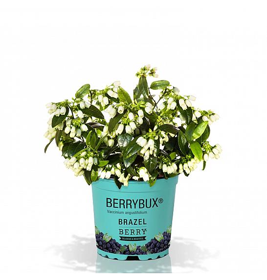 Vaccinium angustifolium BrazelBerry ® Berry Bux ® Ø10,5 cm