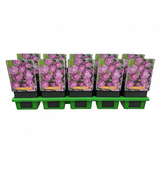 Geranium sanguineum Ø11