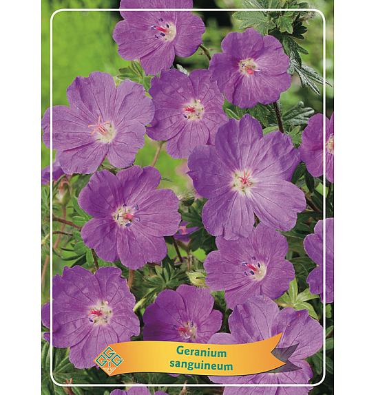 Geranium sanguineum Ø11