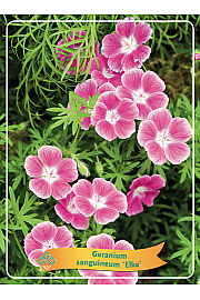 Geranium sanguineum Elke Ø11