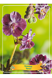 Geranium Raven Ø11