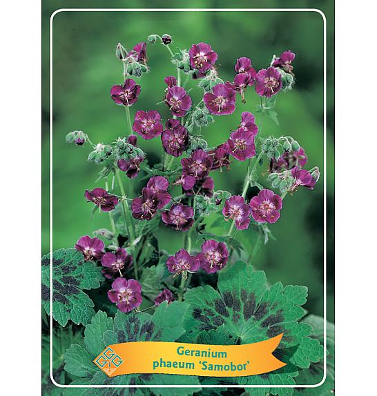 Geranium phaeum Samobor Ø11