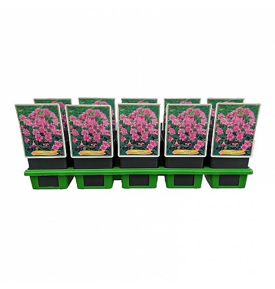 Geranium Oxonianum Southcombe Double Ø11