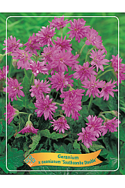 Geranium Oxonianum Southcombe Double Ø11