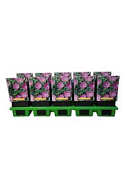 Geranium Max Frei Ø11