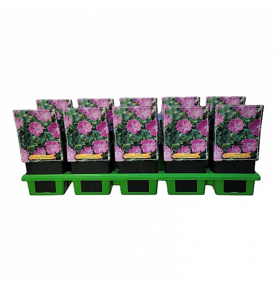 Geranium Max Frei Ø11
