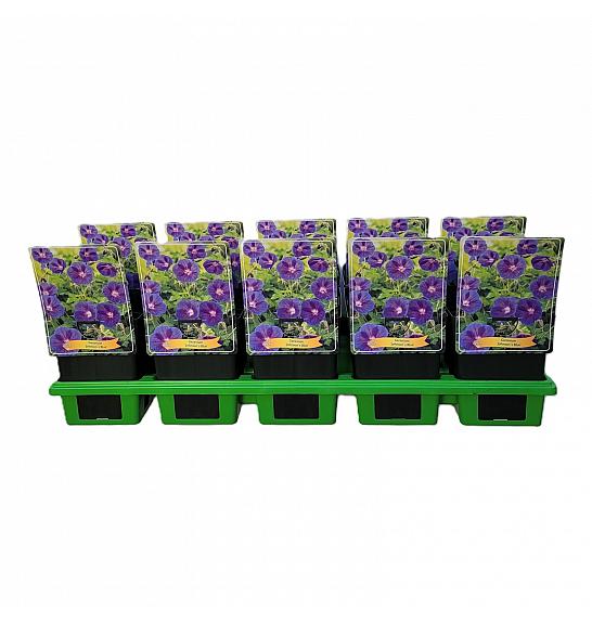 Geranium hymeleyense Johnsons Blue Ø11
