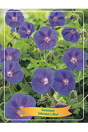 Geranium hymeleyense Johnsons Blue Ø11