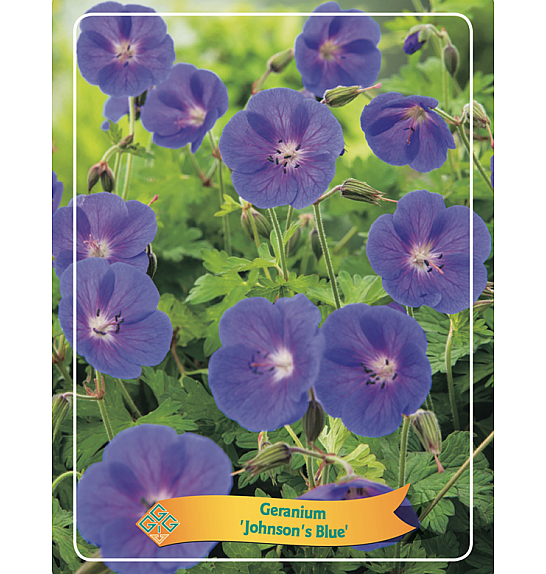 Geranium hymeleyense Johnsons Blue Ø11