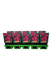 Geranium cinereum Guiseppii Ø11
