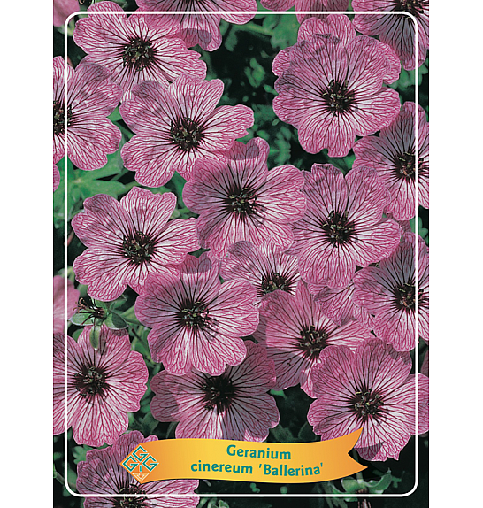 Geranium cinereum Ballerina Ø11