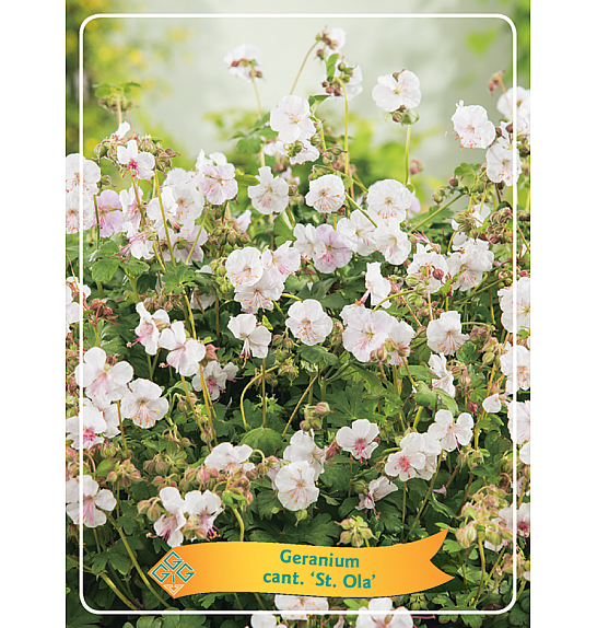 Geranium cant. St. Ola Ø11