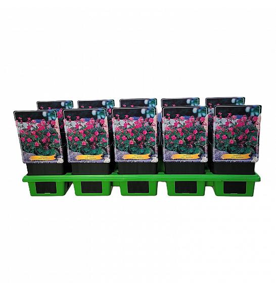 Geranium cant. Karmina Ø11