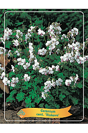 Geranium cant. Biokovo Ø11