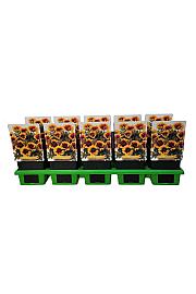 Gaillardia Spintop Red Starburst Ø11