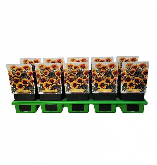 Gaillardia Spintop Red Starburst Ø11