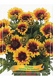 Gaillardia Spintop Red Starburst Ø11