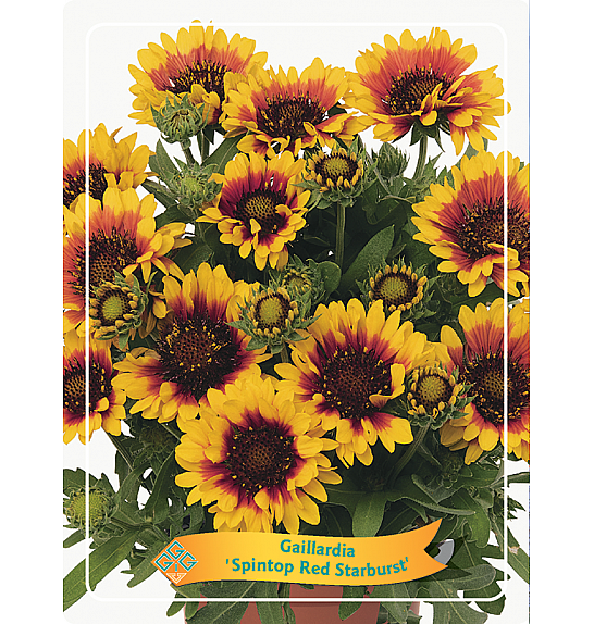 Gaillardia Spintop Red Starburst Ø11