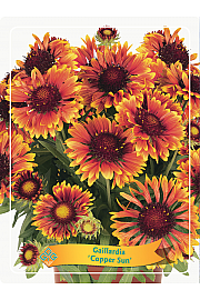 Gaillardia Copper Sun Ø11