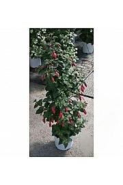 Fuchsia Ø18 piramida