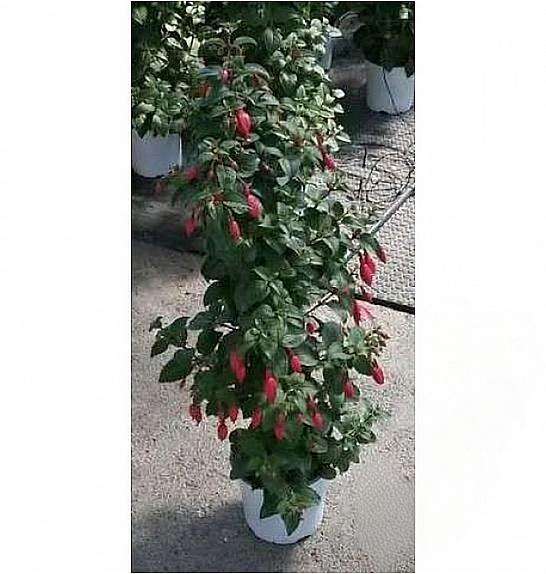 Fuchsia Ø18 piramida