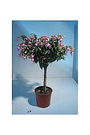 Fuchsia Ø18 Na Steblu 25 cm