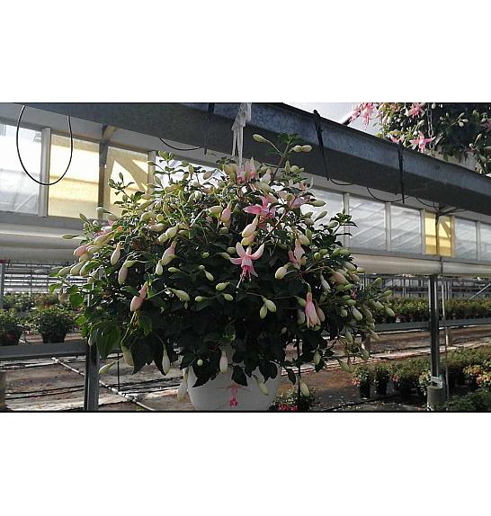 Fuchsia Ø16 obešanka