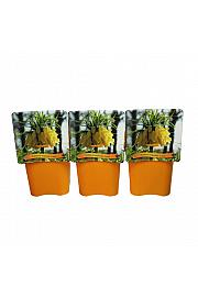 Fritillaria imperalis Lutea C5 Lit.