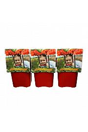 Fritillaria Imperalis Garland Star ® C5 Lit.