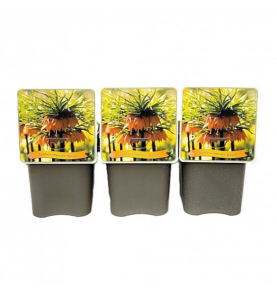 Fritillaria imperalis Bronze C5 Lit.