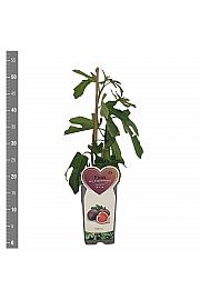 Ficus carica Rode de Bordeaux C2 Lit. 30-40 cm