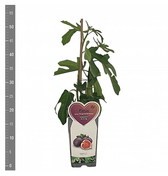 Ficus carica Rode de Bordeaux C2 Lit. 30-40 cm