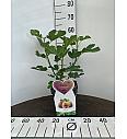 Ficus carica Brown Turkey C5 Lit. 30-40 cm