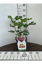 Ficus carica Brown Turkey C5 Lit. 30-40 cm