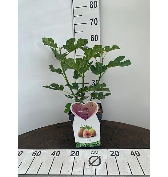 Ficus carica Brown Turkey C5 Lit. 30-40 cm