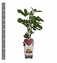 Ficus carica Brown Turkey C2 Lit. 30-40 cm