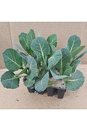 Zelje Glavnato Punto Rosso Kultipak 48/6