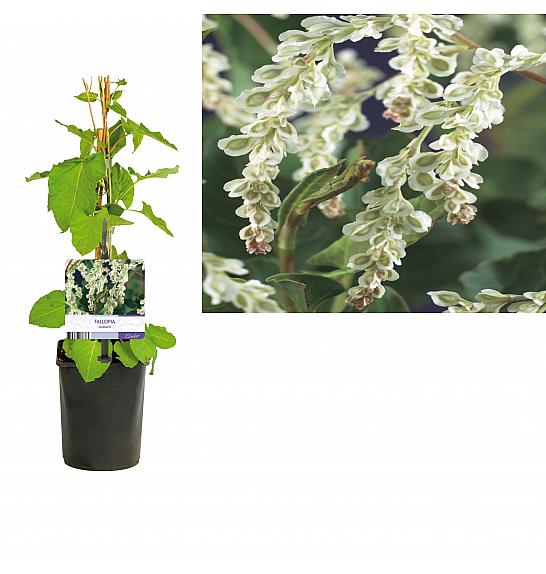Fallopia aubertii C1 Lit. 20-30 cm