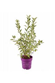 Exochorda Lotus Moon C3 Lit. 35-55 cm