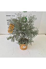 Eucalyptus Gunnii France Bleu Downunder Dreams Ø18; grm