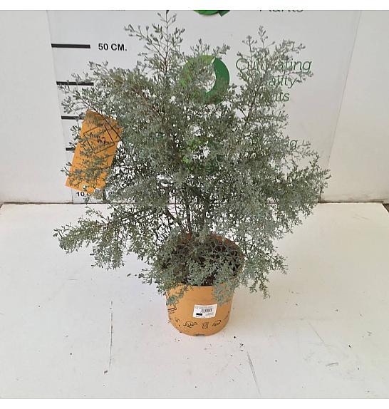 Eucalyptus Gunnii France Bleu Downunder Dreams Ø18; grm