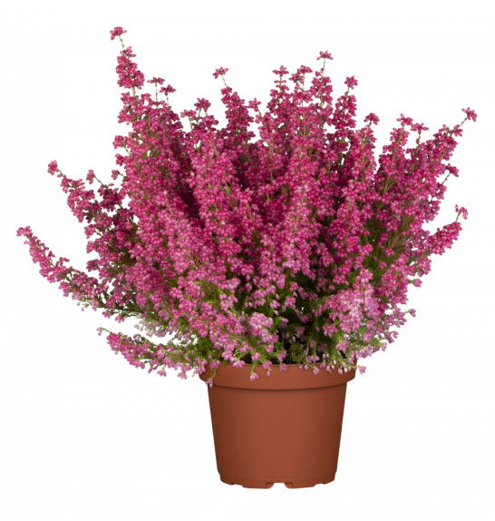 Erica gracilis Ø 12 mix