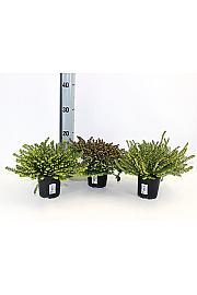 Erica  darlyensis Ø 12 mix
