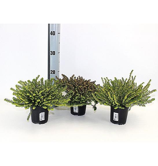 Erica  darlyensis Ø 12 mix